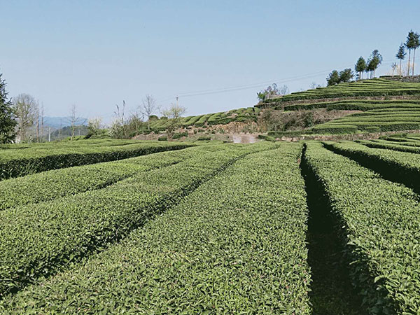 湖南植歌茶業(yè)有限公司,常德黑茶,紅茶,綠茶生產(chǎn)銷售